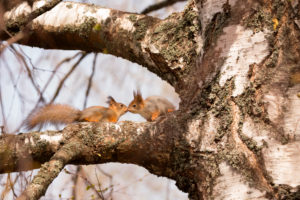 Eurasian Red Squirrel (Sciurus vulgaris) babies on Birch Tree Branch, Springtime, Finland Eurasian Red Squirrel (Sciurus vulgaris) babies on Birch Tree Branch, Springtime, Finland